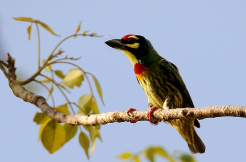 Bird Diversity in Rubber Plantation Depends on Neighboring Natural Forests