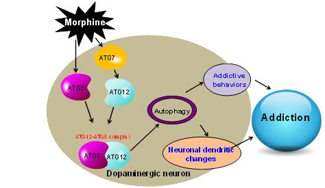 Scientists Reveal Molecular Mechanism of Autophagy in Drug Addiction