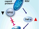 Model of RSV regulating the JNK signaling pathway of its vector insect causing increased replication