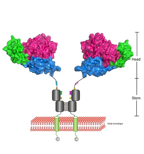 Scientists Reveal the Achilles' Heel of Severe Fever with Thrombocytopenia Syndrome Virus