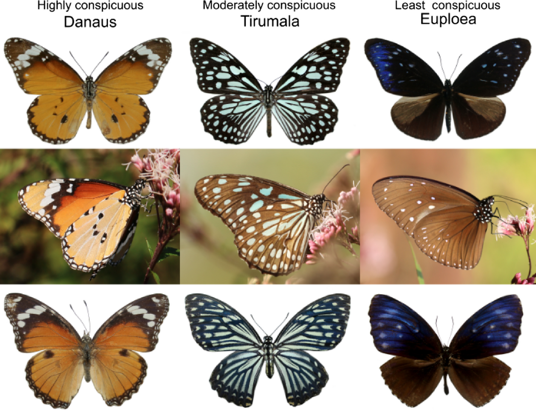 Example species from each of the three mimicry rings studied; .png