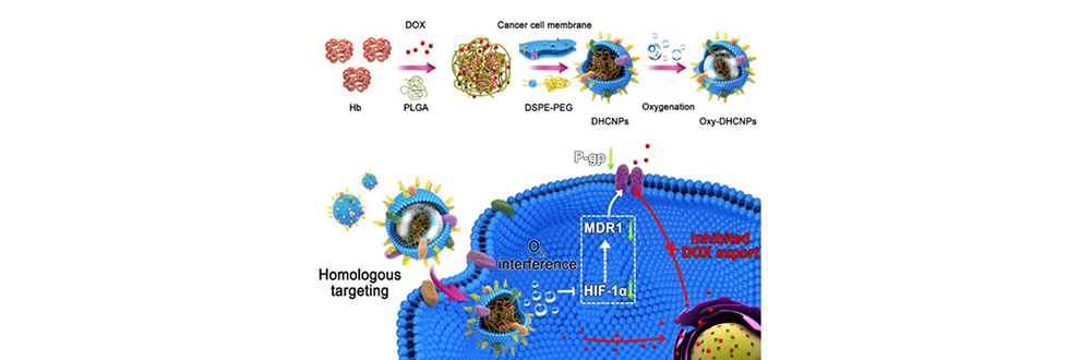 Cancer Cell Membrane-Biomimetic Oxygen Nanocarriers against Tumor Resistance1.jpg