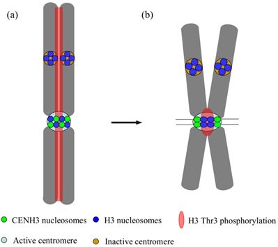 Model of dynamic distribution of Histone H3T3 phosphorylation on a chromosome from prophase to metaphase