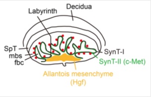 A diagram illustrating a mature mouse placenta and expression patterns of c-Met (green) and Hgf (yellow).