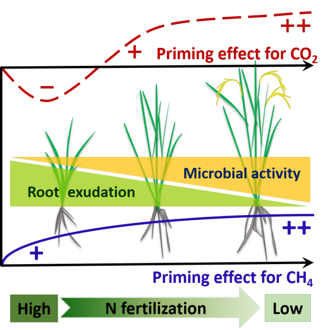 Conceptual diagram of rhizosphere priming effect for CO2 and CH4 depending on rice growth an N fertilization.png