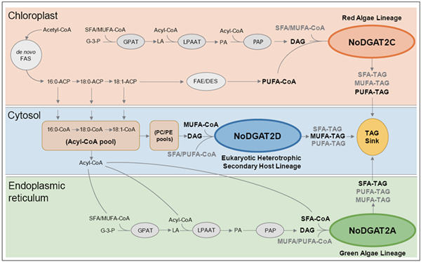 Mechanistic Model of the TAG Assembly Lines in Industrial Microalga Nannochloropsis oceanica.png