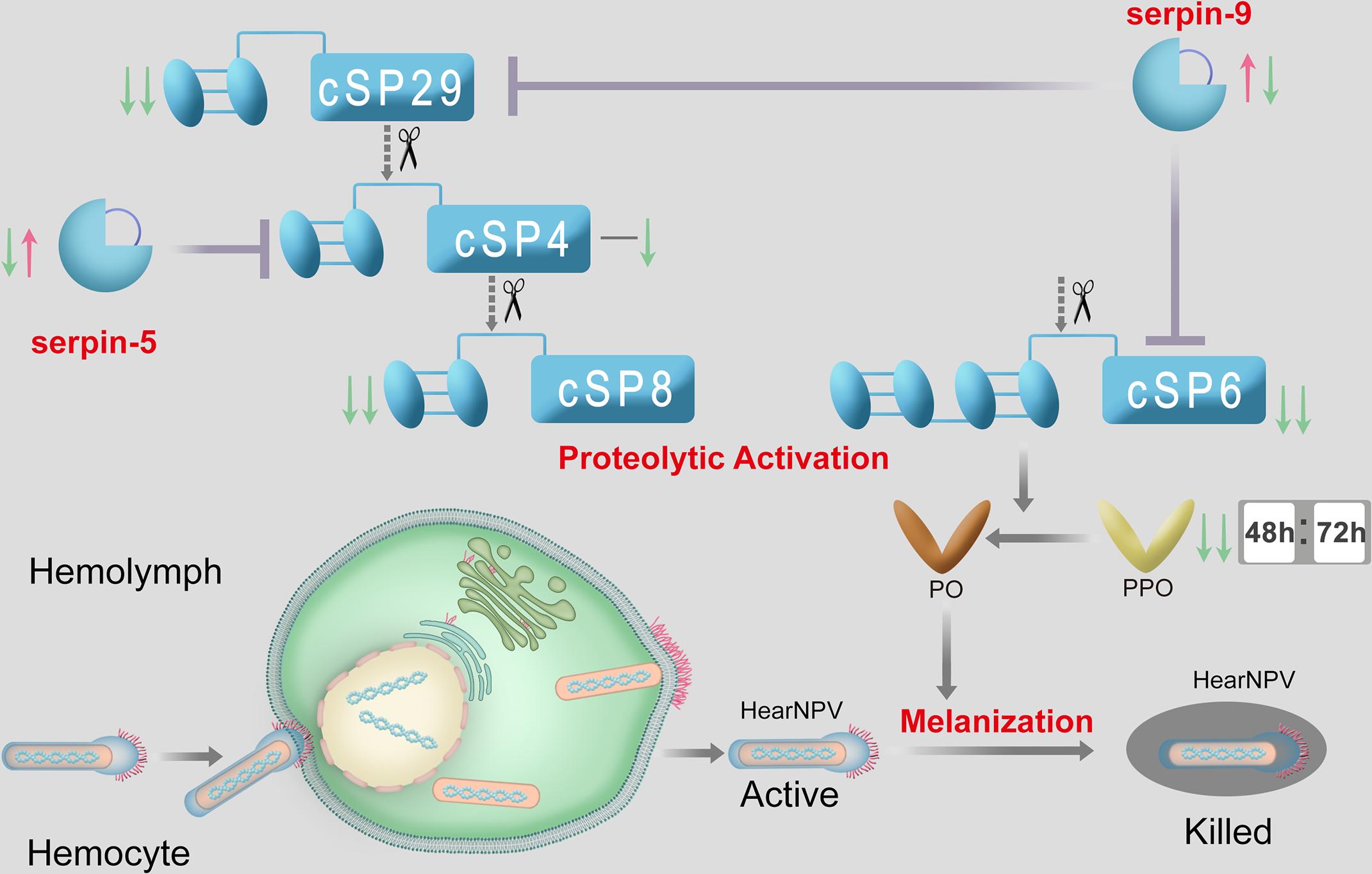 Proposed model for regulation of PPO activation cascade in H. armigera during baculovirus infection