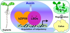 A New Factor Controls Auxin-induced Cell Reprograming in <i>Arabidopsis</i> Regeneration