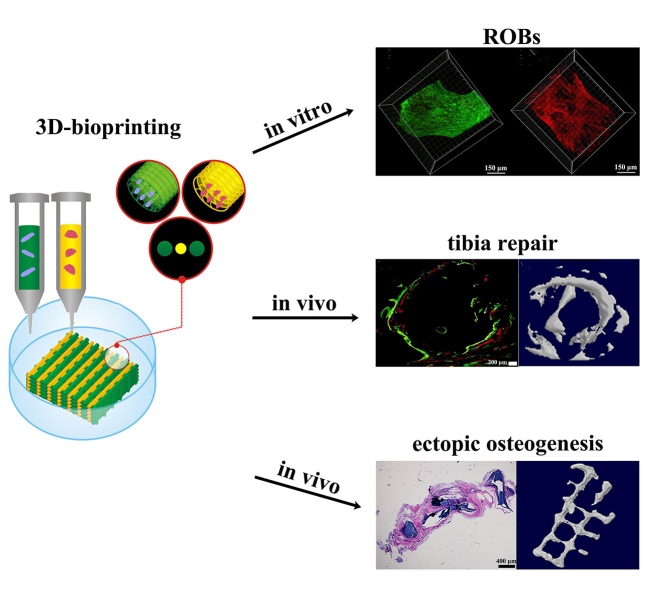 A Novel Two-channel 3D-bioprinting Method for Osteoblast-laden Nanocomposite Hydrogel Constructs.jpg