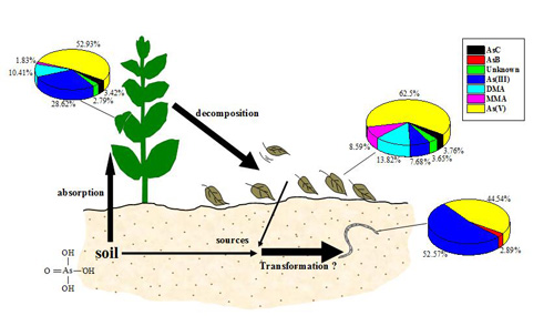 A diagram showing arsenic cycle in a soil-plant- litter-earthworm system.jpg