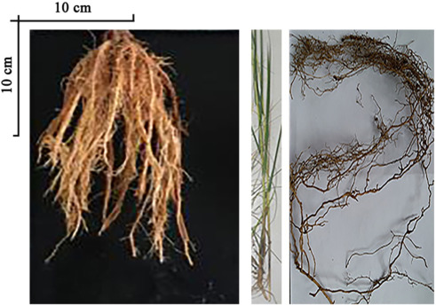 Morphometric Features of Roots Affect Water Infiltration Behavior