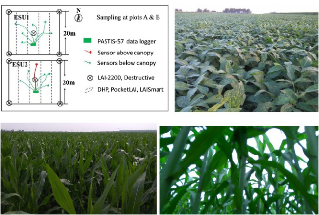 Researchers Reveal Relationship Between Canopy Leaf Area Index and Clumping Index over Broadleaf Crops