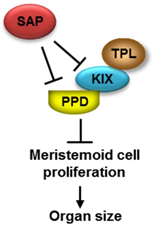 A genetic and molecular framework for SAP, KIX and PPD-mediated regulation of meristemoid cell proliferation and organ size