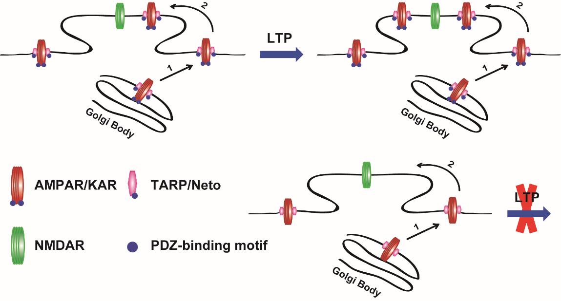 Scientists Revealed the Postsynaptic Molecular Mechanism of Long-Term Potentiation (LTP).jpg