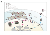 Proposed model for GP41 transportation, oligomerization, and function in the AcMNPV life cycle