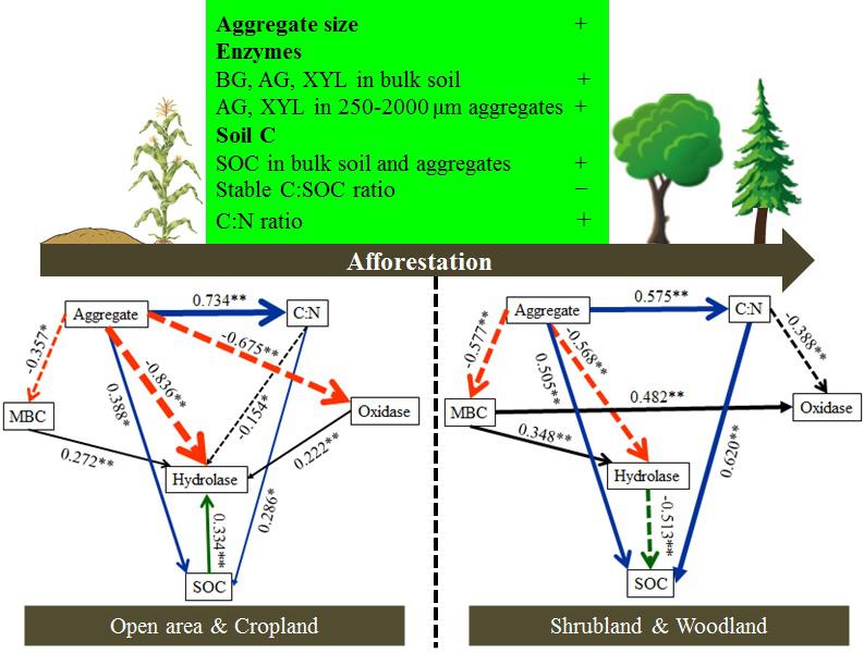 Structural equation modelling assessing the direct and indirect effects of aggregate on enzymes and SOC turnover under different land use types (Image by FENG Jiao).jpg