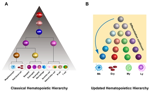 Updated Hematopoietic Hierarchy Proposed