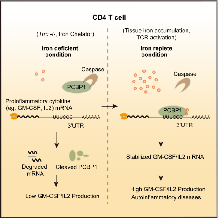 Model of "Iron-PCBP1-Cytokine" in T cells