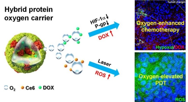 Scientists Develop Novel Nanosystem for Oxygen-Enhanced Chemotherapy and Photodynamic Therapy