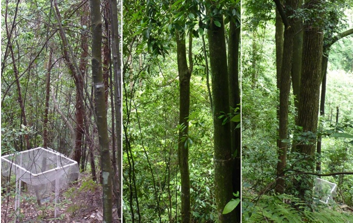 Forest stands of low, medium and high species richness in the study area