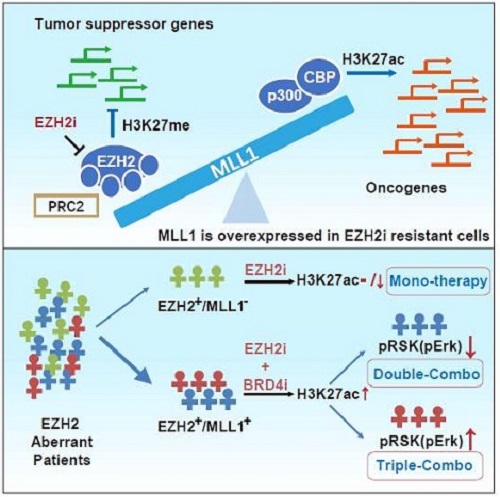 Scientists Discover Personalized Therapeutic Solutions for EZH2-aberrant Solid Tumors