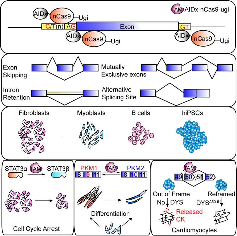 Chinese Scientists Develop a New Genetic Modulation of RNA Splicing