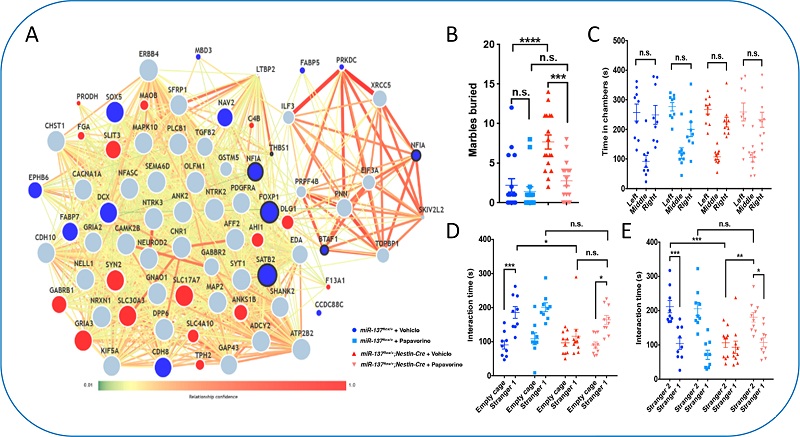 Inhibition of PDE10A Rescues Impaired Social Behavior with Partial Loss of MIR137 in Mice, Study