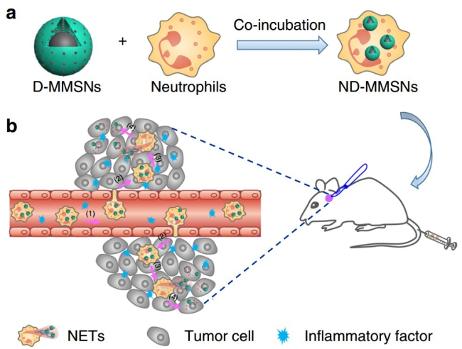 Fabrication and targeted-therapeutic schematics of ND-MMSNs.jpg