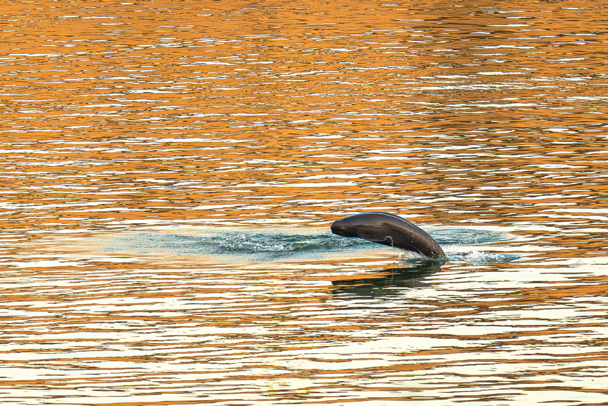 Fishing Ban Revives Yangtze Finless Porpoises
