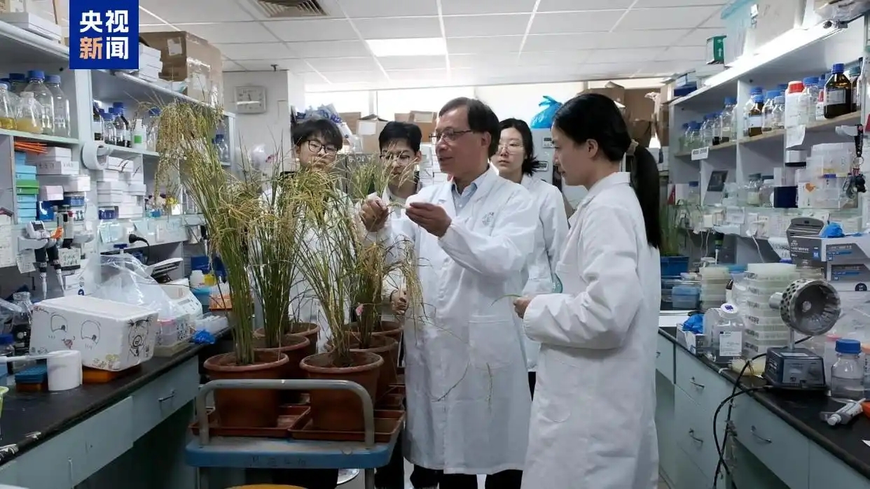 Chinese Scientists Breed Rice That Resists Disease without Yield Loss