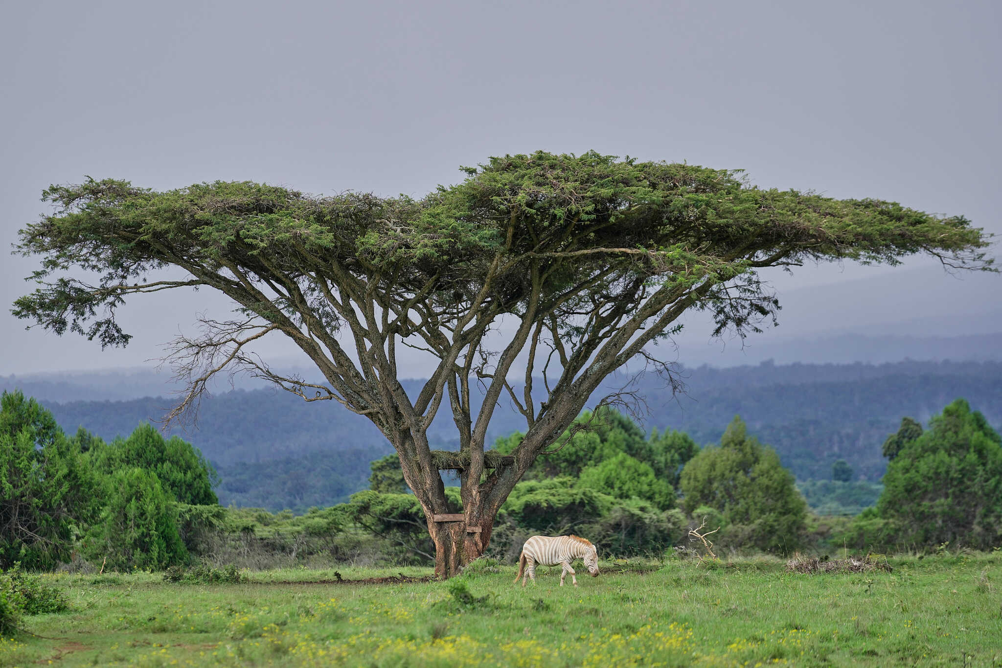 China, Kenya Commit to Protecting Habitats, Advancing Green Transition