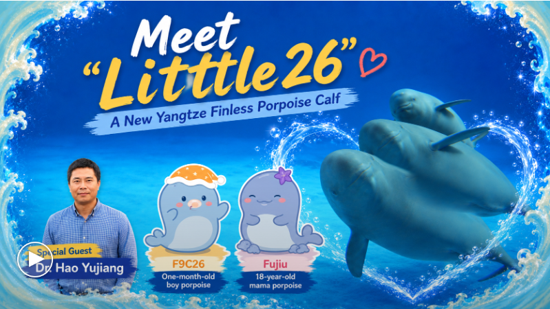 Meet a Newborn Yangtze Finless Porpoise from an Endangered Species