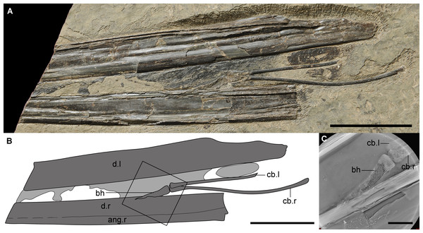 New Research Shows Evolution of Pterosaur's Tongue