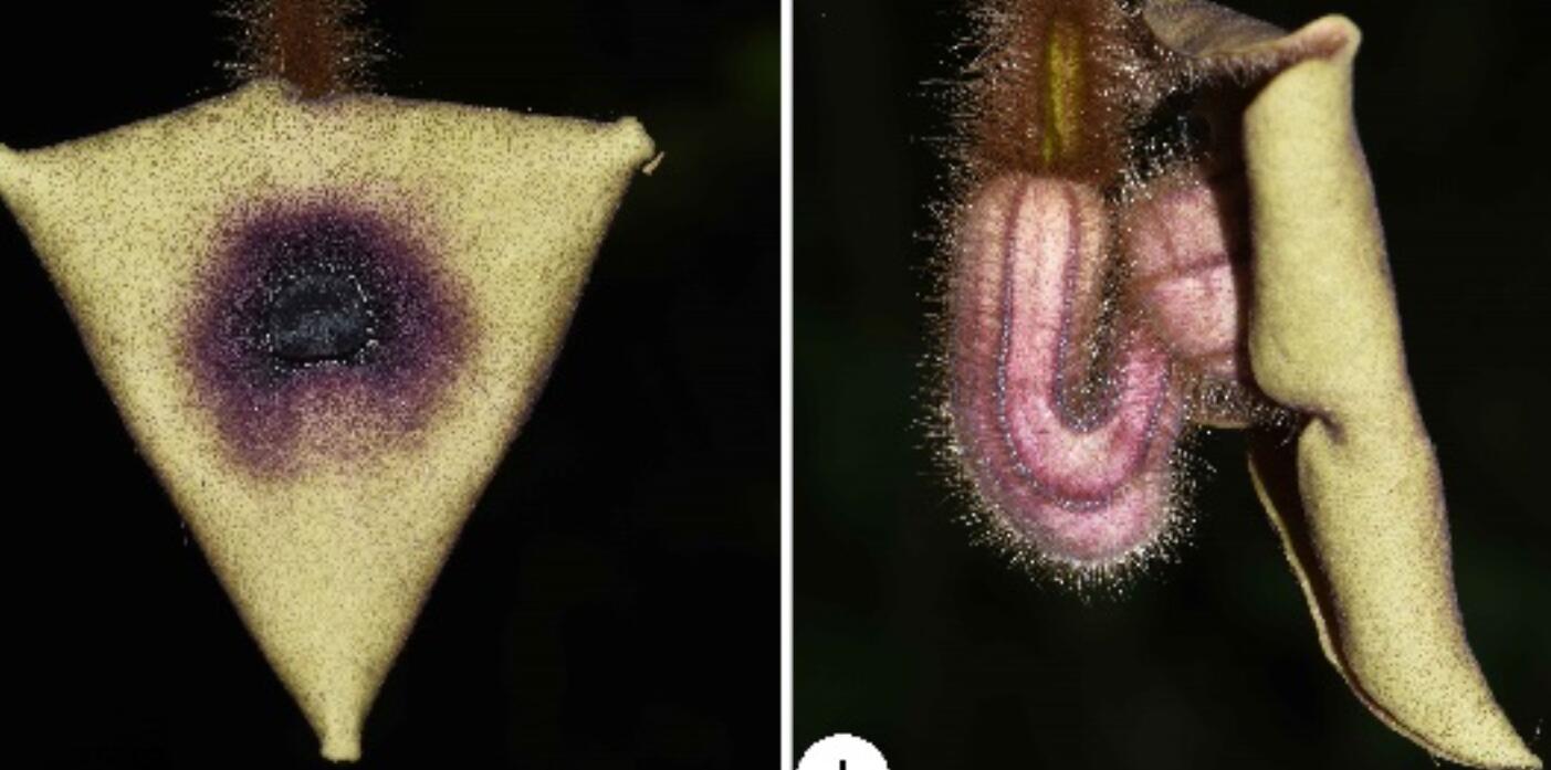 New Plant Species Discovered in SW China