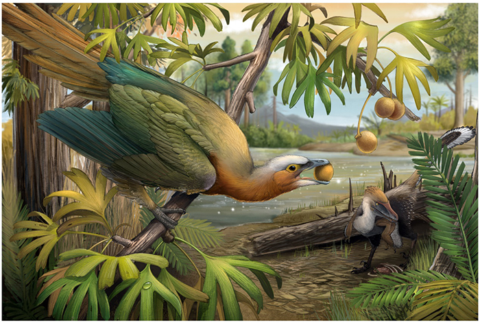 Ecological reconstruction of a seed eating bird (left) shared the same wood forest with a non-avian theropod dinosaur (right).