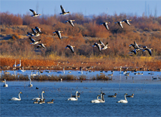 Chinese Researchers Launch App to Crowdsource Data for Bird Conservation