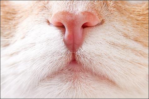 Nose Prints Know Pets' Correct Identity