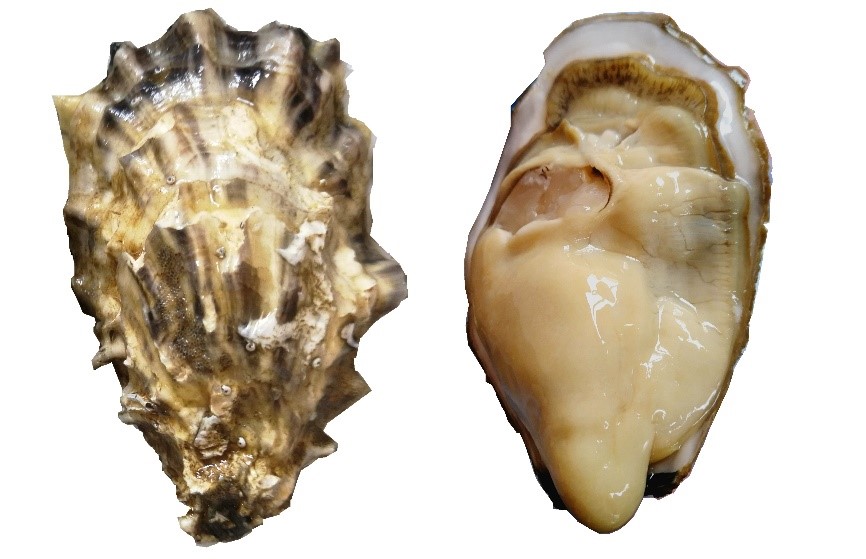 New Oyster Variety Cultivated with High Nutrition