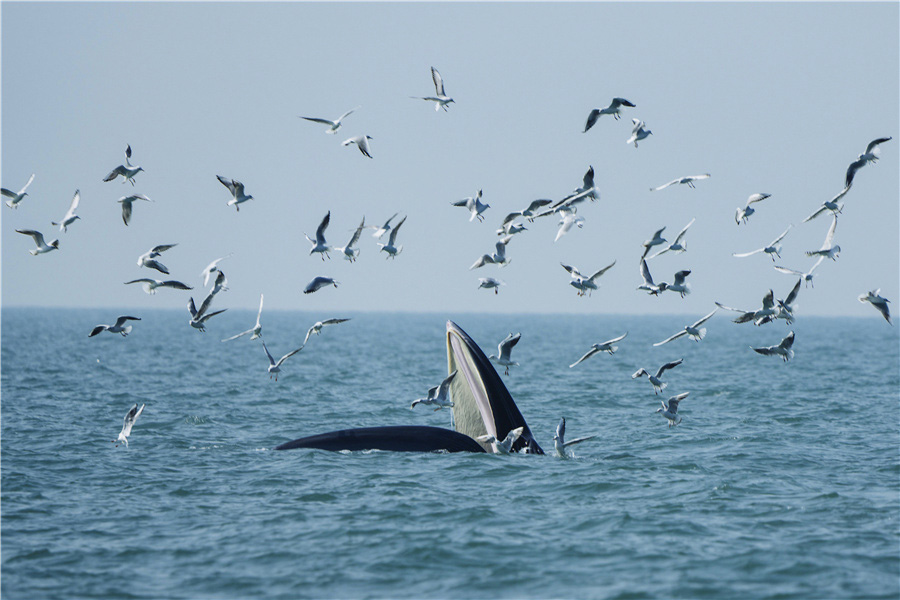 Dancing with the Whales