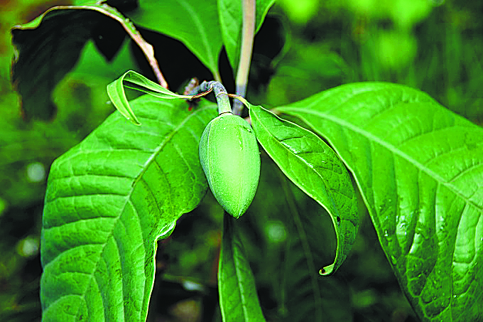 Yunnan Initiative Helps Preserve Rare Flora