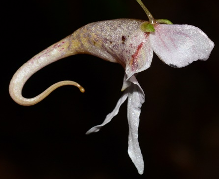 Chinese Researchers Discover New Plant Species