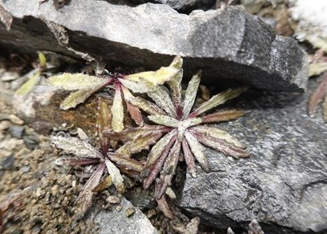 Story Behind Re-germination of Seeds Collected on Mount Qomolangma