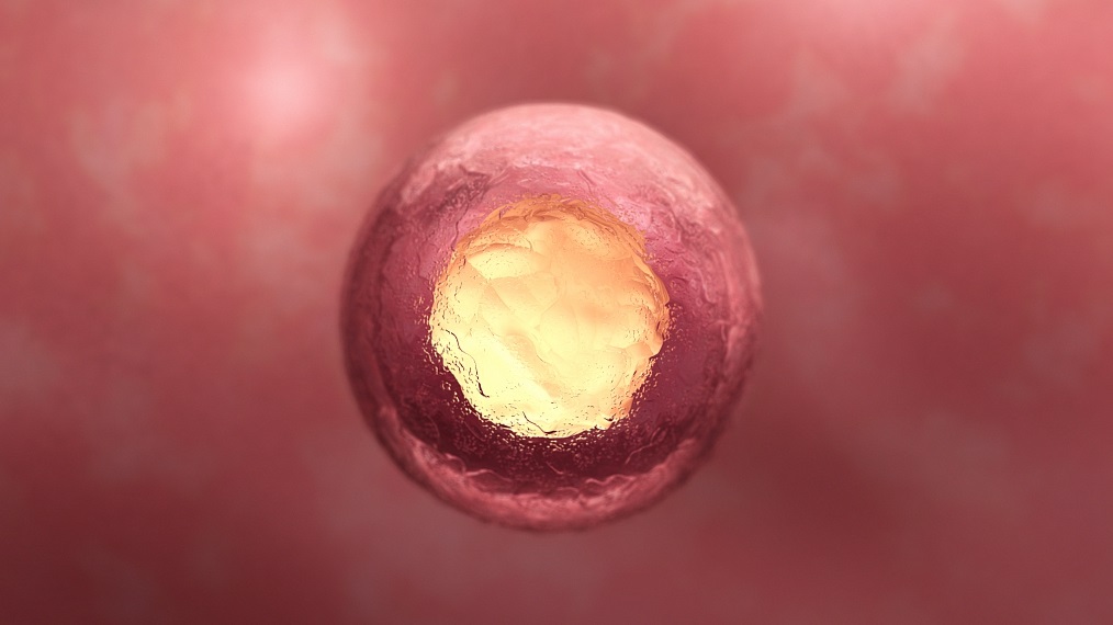 human embryo.jpg