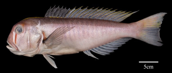 New Fish Species Discovered In South China Sea Chinese Academy Of