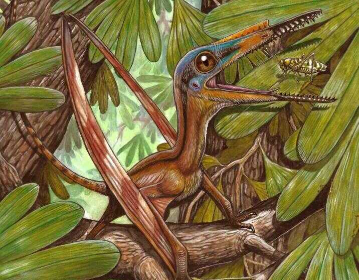 Chinese, Brazilian Researchers Uncover New Species of Pterosaur Fossils in NE China