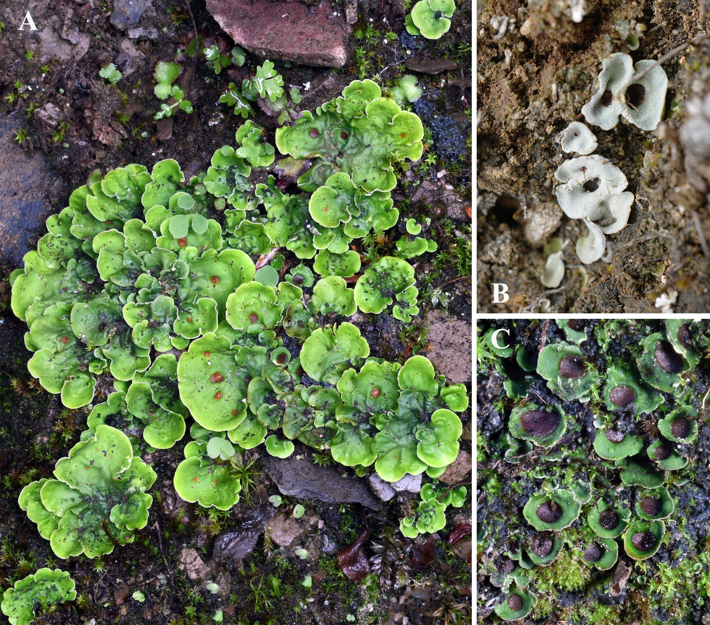 New Lichen Genus Discovered on Qinghai-Tibet Plateau