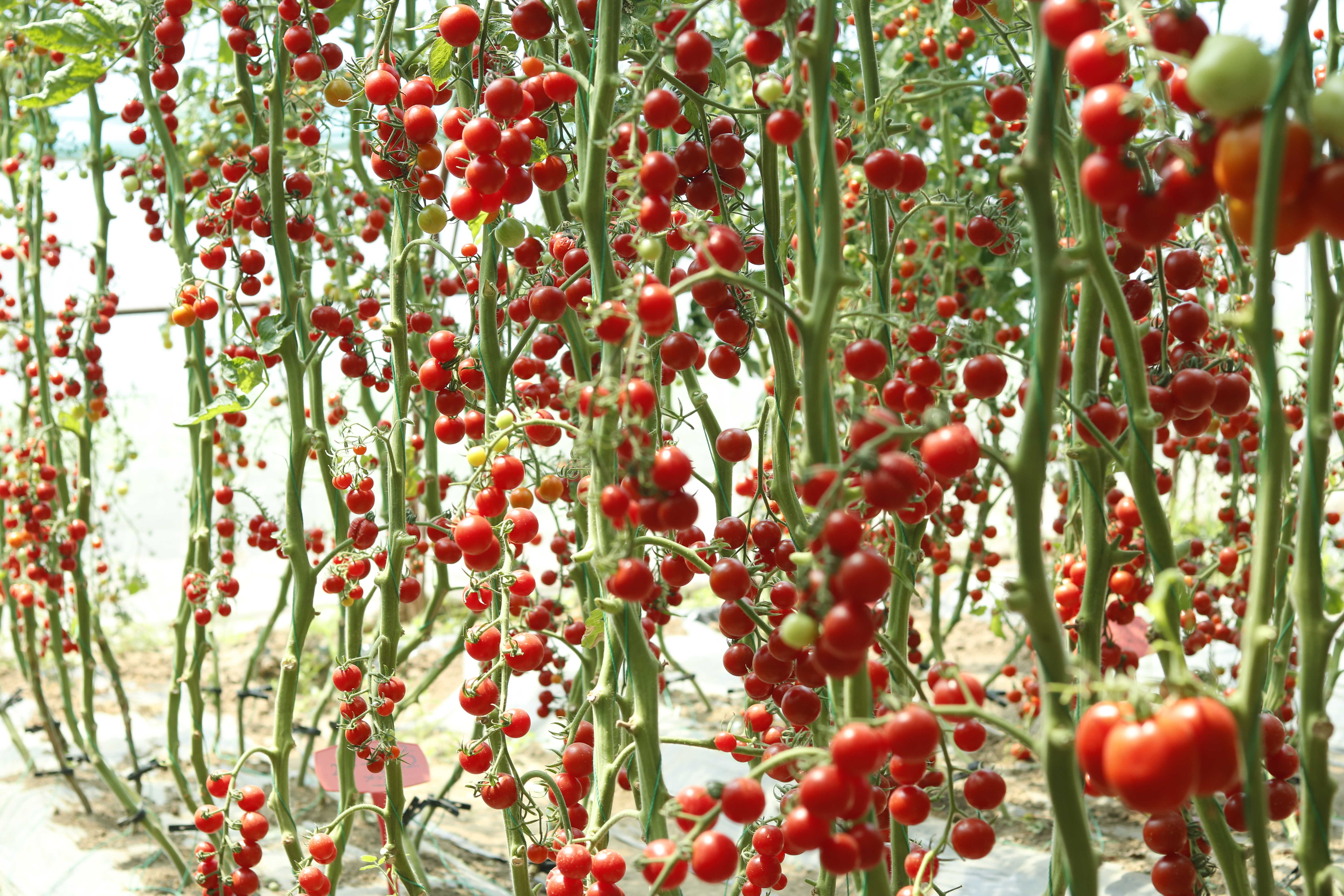 Chinese Scientists Uncover How Tomatoes Resist Heat to Maintain Stable Yields