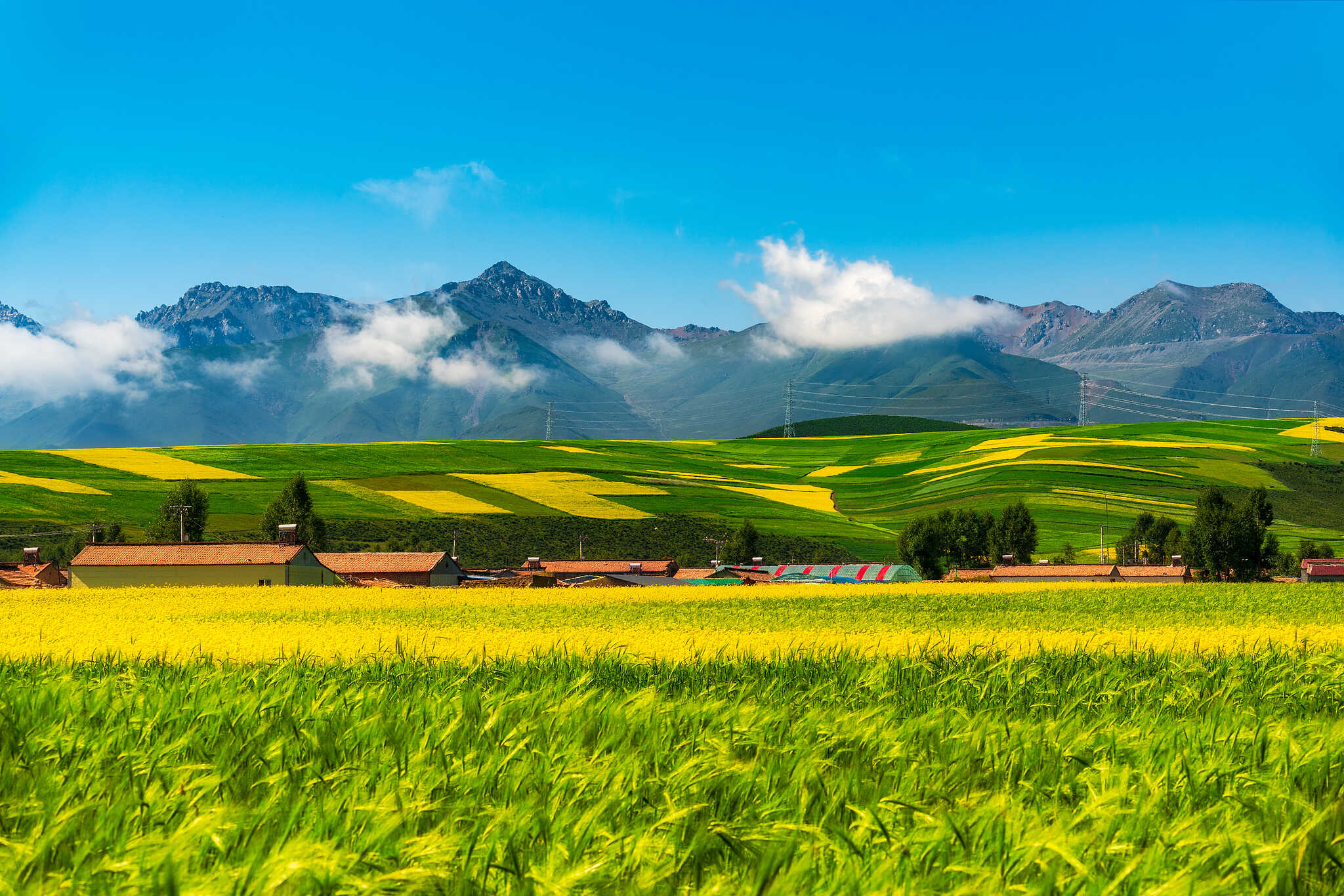 Pasture Dataset Boosts Eco‑protection on Qinghai‑Xizang Plateau