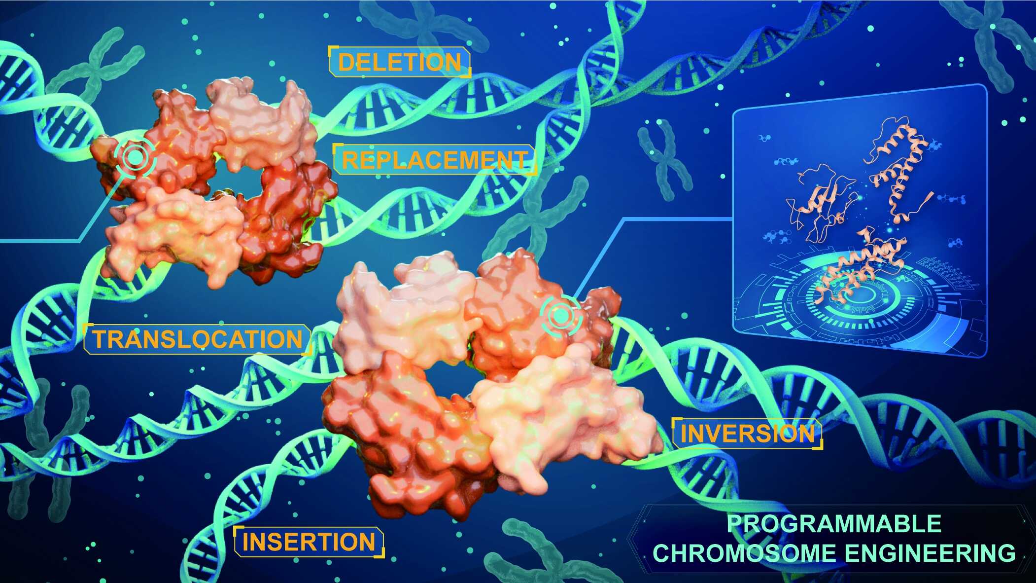 Chinese Scientists Unveil Major Breakthrough in Large-scale DNA Editing