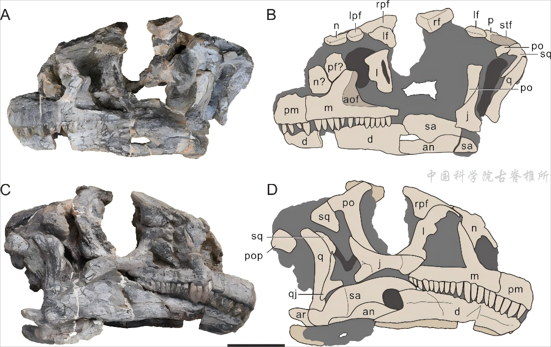Chinese Researchers Discover East Asia's Oldest Sauropodomorph Dinosaur